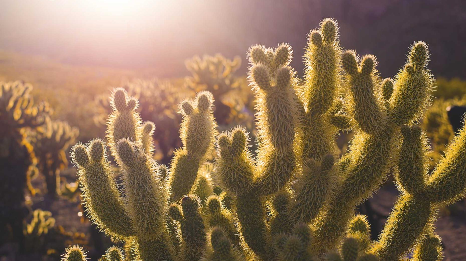 免费攻击网站|乐鱼平台开户条件